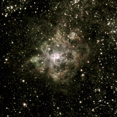 Tarantula